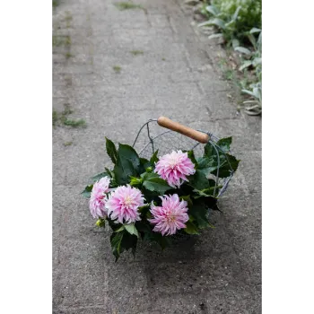Natural Dahlia Plant